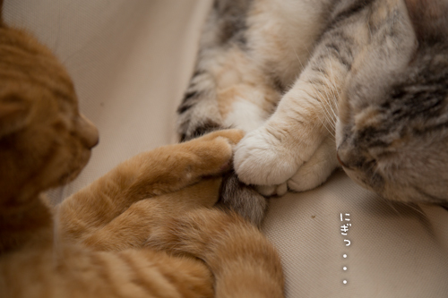 ちゃいろ嫌い_d0355333_16392855.jpg