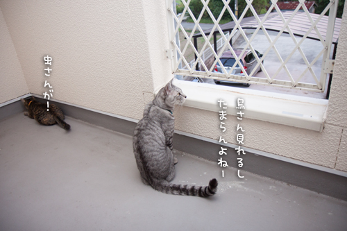 よいこと探し。_d0355333_16393471.jpg