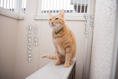 よいこと探し。_d0355333_16393472.jpg