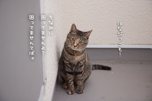 よいこと探し。_d0355333_16393519.jpg