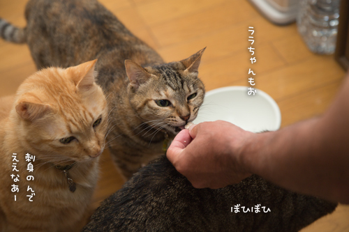 鯖祭り開催_d0355333_16394043.jpg