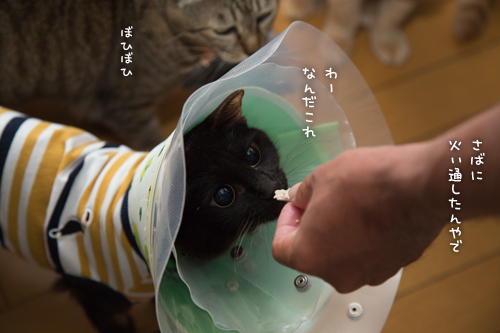 鯖祭り開催_d0355333_16394083.jpg