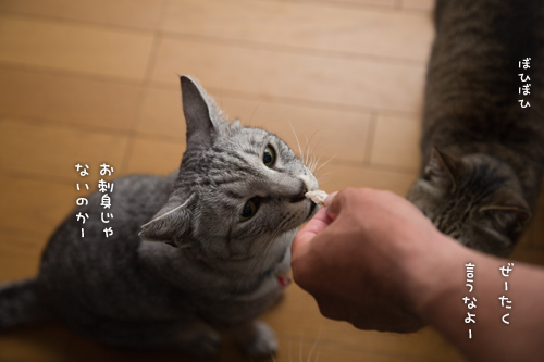 鯖祭り開催_d0355333_16394098.jpg