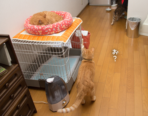 攻防・・・というよりも。_d0355333_16394261.jpg