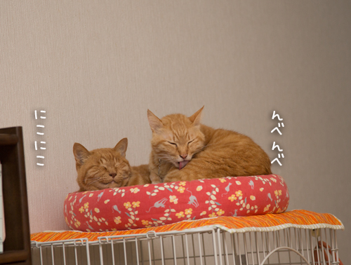 攻防・・・というよりも。_d0355333_16394377.jpg