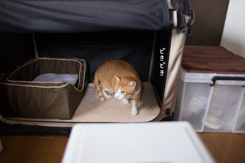 聖くんの旅立ち_d0355333_16394513.jpg