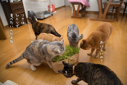 猫草わしわし_d0355333_16394800.jpg