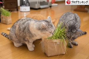 猫草わしわし_d0355333_16394815.jpg