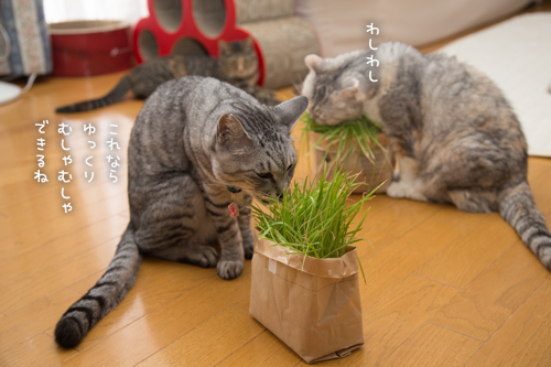 猫草わしわし_d0355333_16394848.jpg
