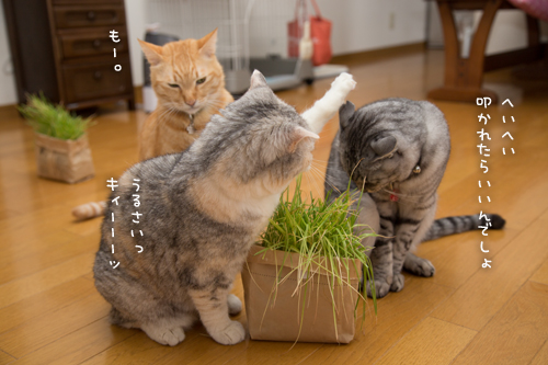 猫草わしわし_d0355333_16394883.jpg