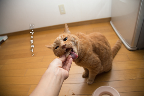 ささみジャーキー作ってみた_d0355333_16395112.jpg