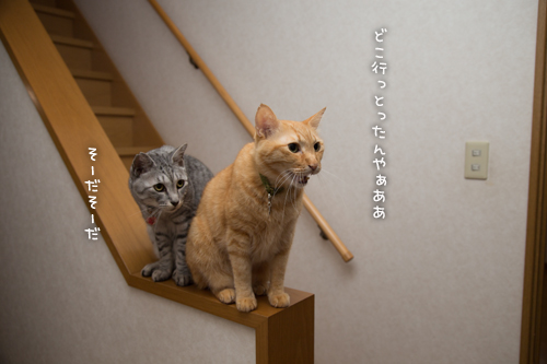 出張から帰ったら_d0355333_16395265.jpg