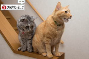 出張から帰ったら_d0355333_16395364.jpg