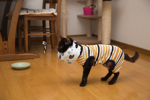 なんでもいけるクチ_d0355333_16395838.jpg