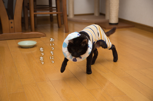 なんでもいけるクチ_d0355333_16395971.jpg