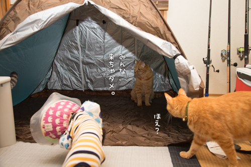 もう猫グッズでもいいんじゃないの?_d0355333_16400128.jpg