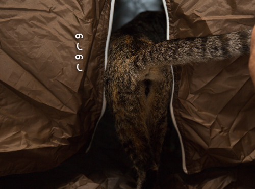 もう猫グッズでもいいんじゃないの?_d0355333_16400135.jpg