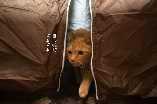 もう猫グッズでもいいんじゃないの?_d0355333_16400163.jpg