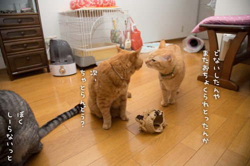 ソロくんライオン_d0355333_16400208.jpg