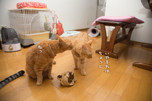 ソロくんライオン_d0355333_16400211.jpg