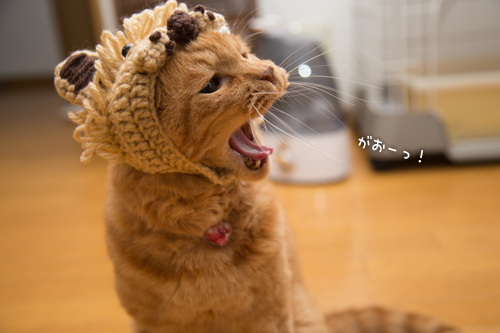ソロくんライオン_d0355333_16400249.jpg