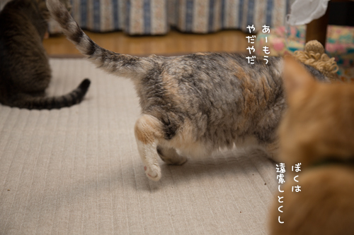 次は誰?_d0355333_16400428.jpg