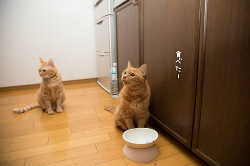 復活の狼煙をあげろ!_d0355333_16400542.jpg