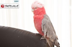 目をそらして_d0355333_16400562.jpg