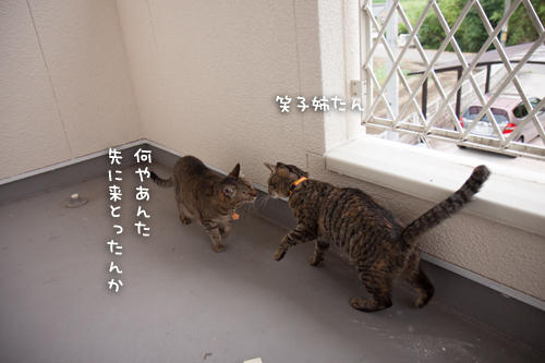 ベランダ一族_d0355333_16400732.jpg
