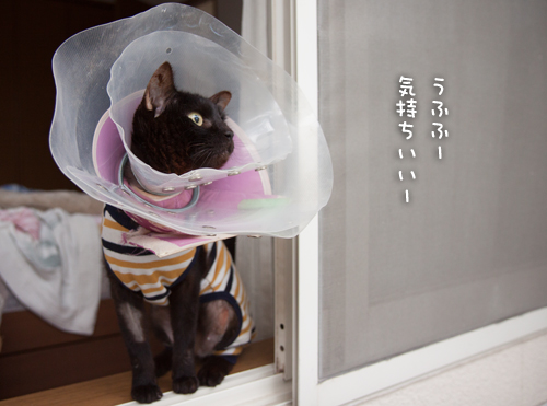 そよ風を感じて_d0355333_16400959.jpg