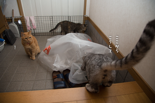 使い方がちょっと違う_d0355333_16401200.jpg