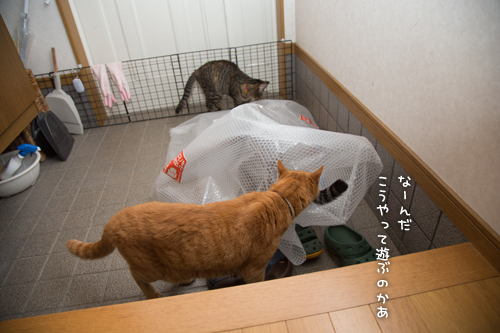 使い方がちょっと違う_d0355333_16401216.jpg