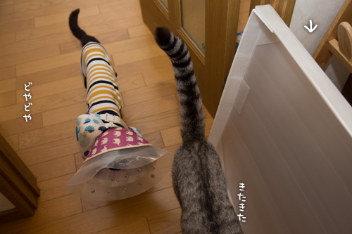 使い方がちょっと違う_d0355333_16401226.jpg