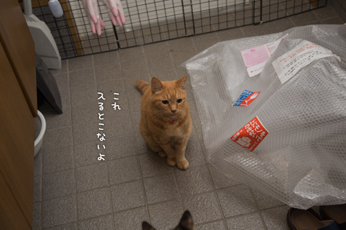 使い方がちょっと違う_d0355333_16401281.jpg