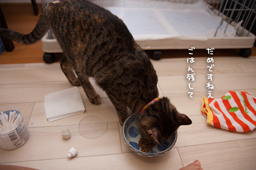 やさしいはなびっこ_d0355333_16401417.jpg