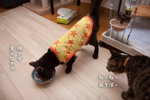 やさしいはなびっこ_d0355333_16401476.jpg