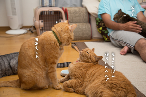 やっぱ悪いやつ!_d0355333_16401542.jpg