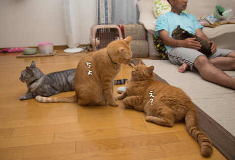 やっぱ悪いやつ!_d0355333_16401566.jpg