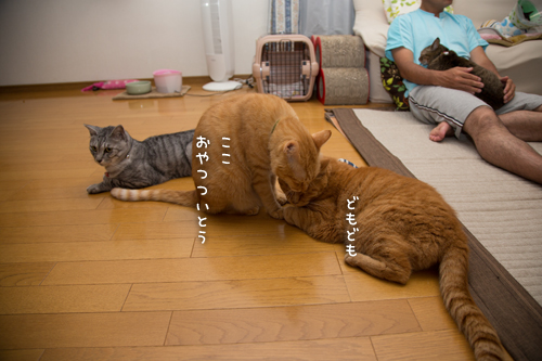 やっぱ悪いやつ!_d0355333_16401578.jpg