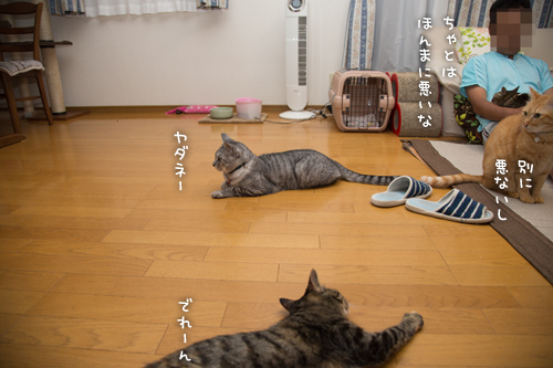 やっぱ悪いやつ!_d0355333_16401618.jpg