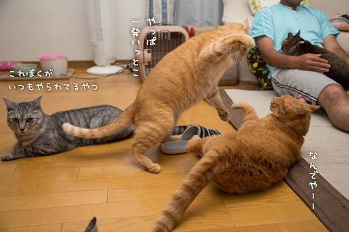 やっぱ悪いやつ!_d0355333_16401653.jpg