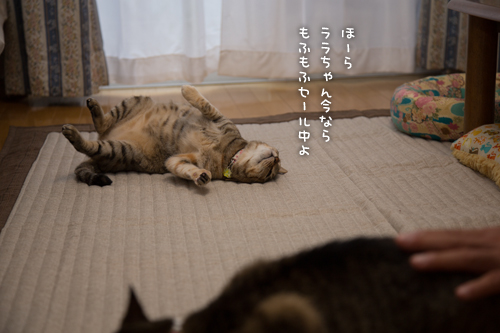女の戦い_d0355333_16402405.jpg