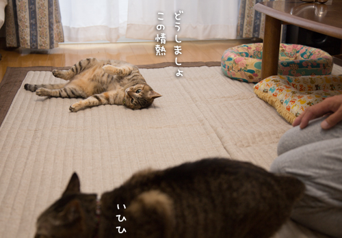 この情熱を・・・_d0355333_16402503.jpg