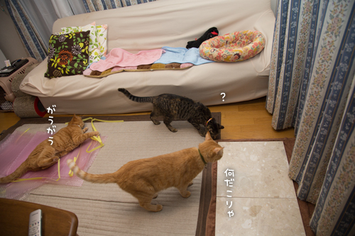 そこじゃないのよ・・・_d0355333_16403078.jpg