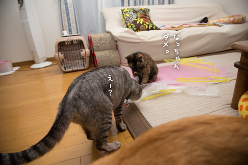 そこじゃないのよ・・・_d0355333_16403179.jpg