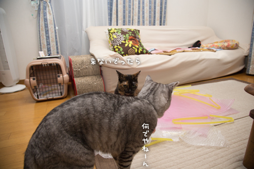 そこじゃないのよ・・・_d0355333_16403187.jpg