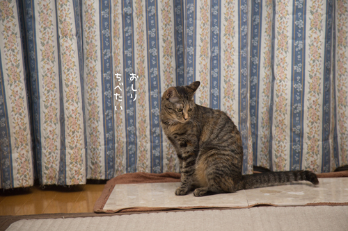 結局誰が使うのか_d0355333_16403249.jpg