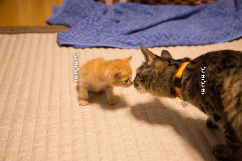こねこ好き_d0355333_16403750.jpg