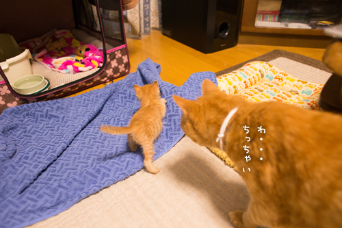こねこ好き_d0355333_16403763.jpg
