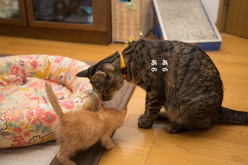 こねこ好き_d0355333_16403813.jpg